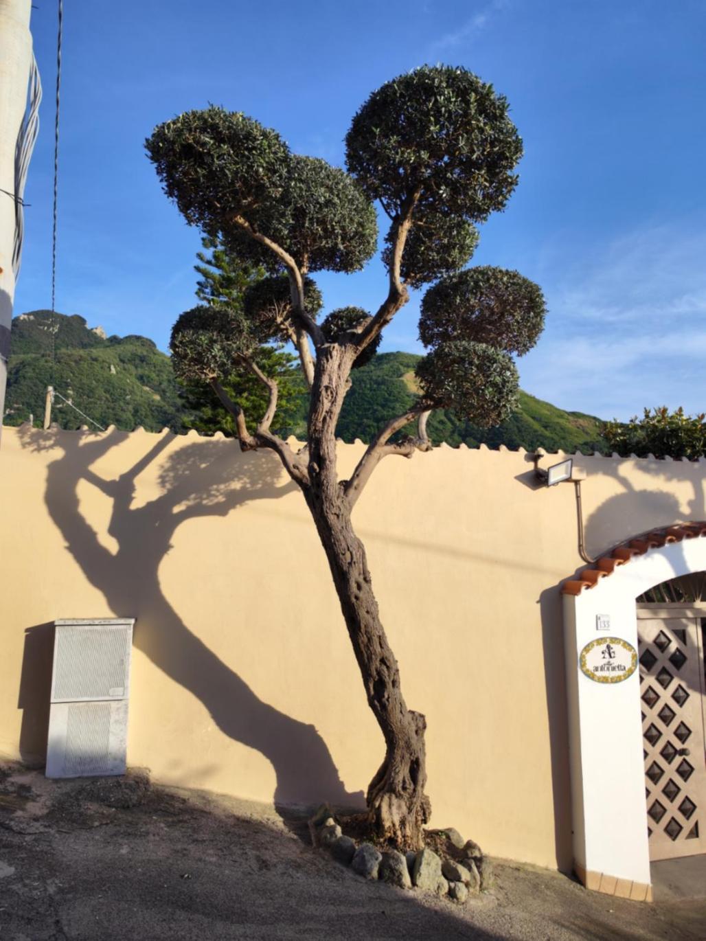Villa Antonietta Ischia Ngoại thất bức ảnh