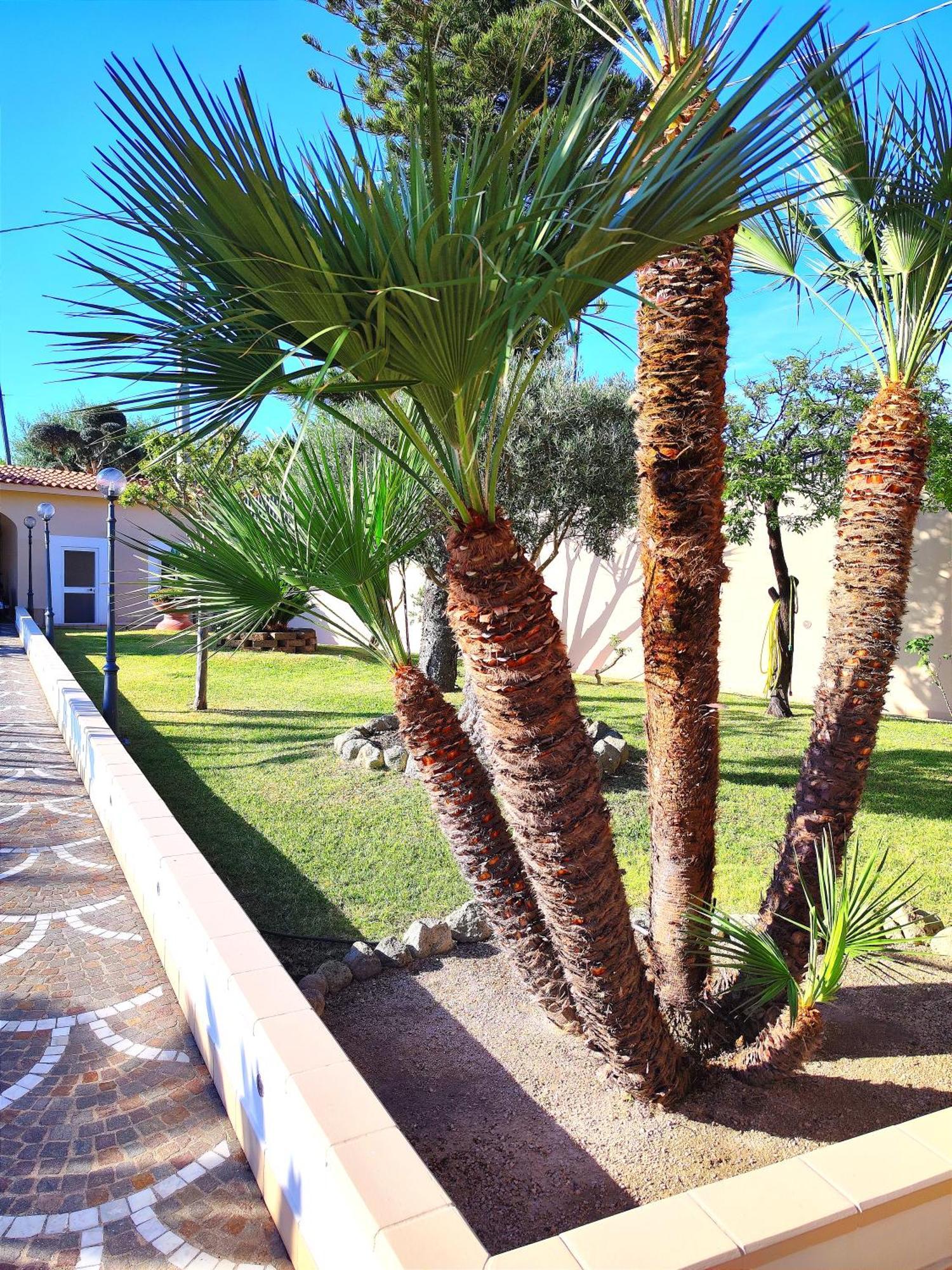 Villa Antonietta Ischia Ngoại thất bức ảnh